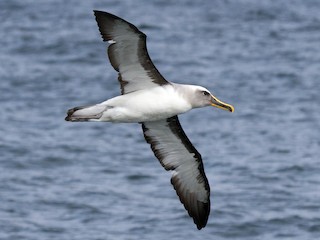  - Buller's Albatross