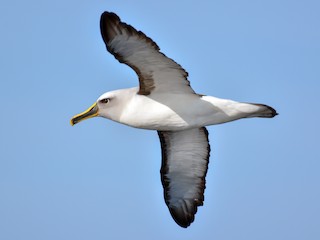 - Buller's Albatross