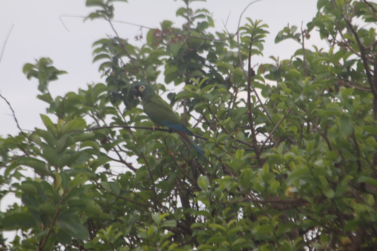 Blue-winged Macaw - sarah Boucas-Neto