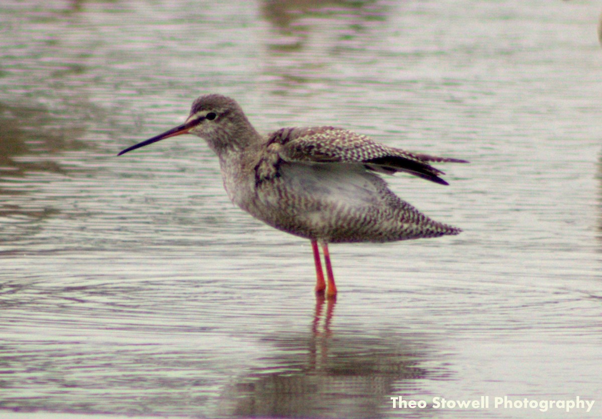 Spotted Redshank - ML113561521