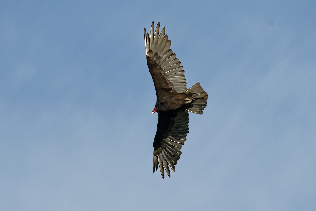 Turkey Vulture - ML113561561