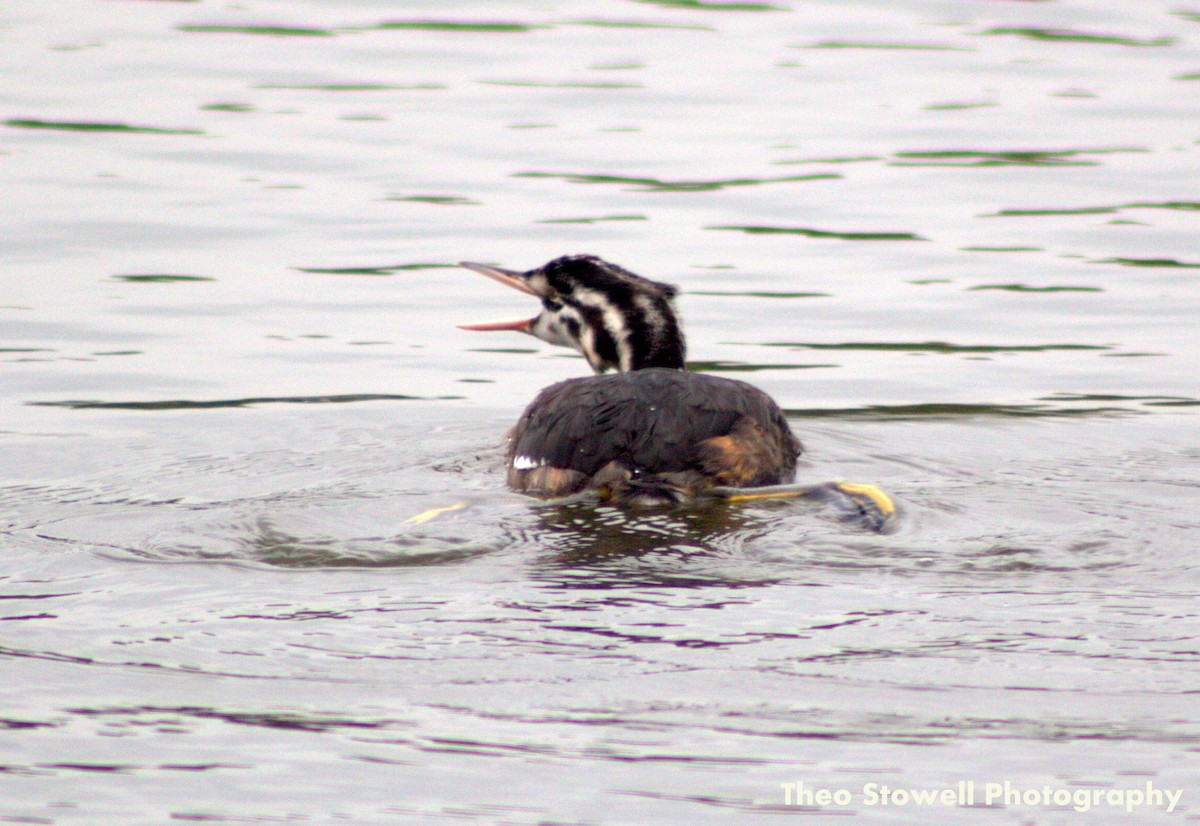 Great Crested Grebe - ML113561781