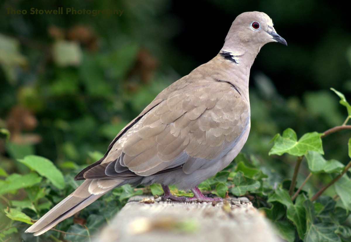 Eurasian Collared-Dove - Theo Stowell