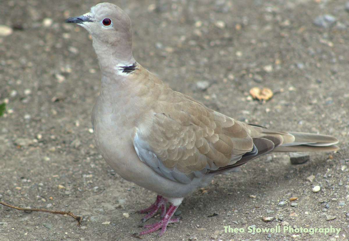 Eurasian Collared-Dove - ML113561831