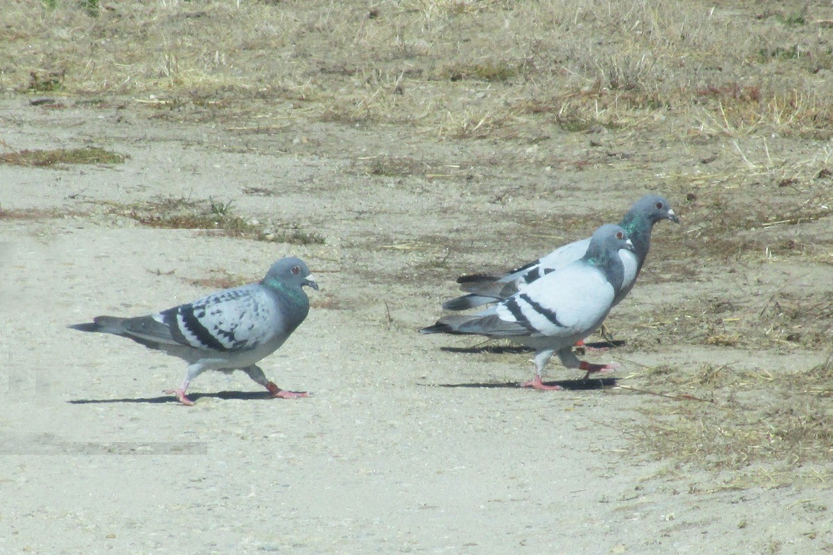 Rock Pigeon (Feral Pigeon) - ML113562671