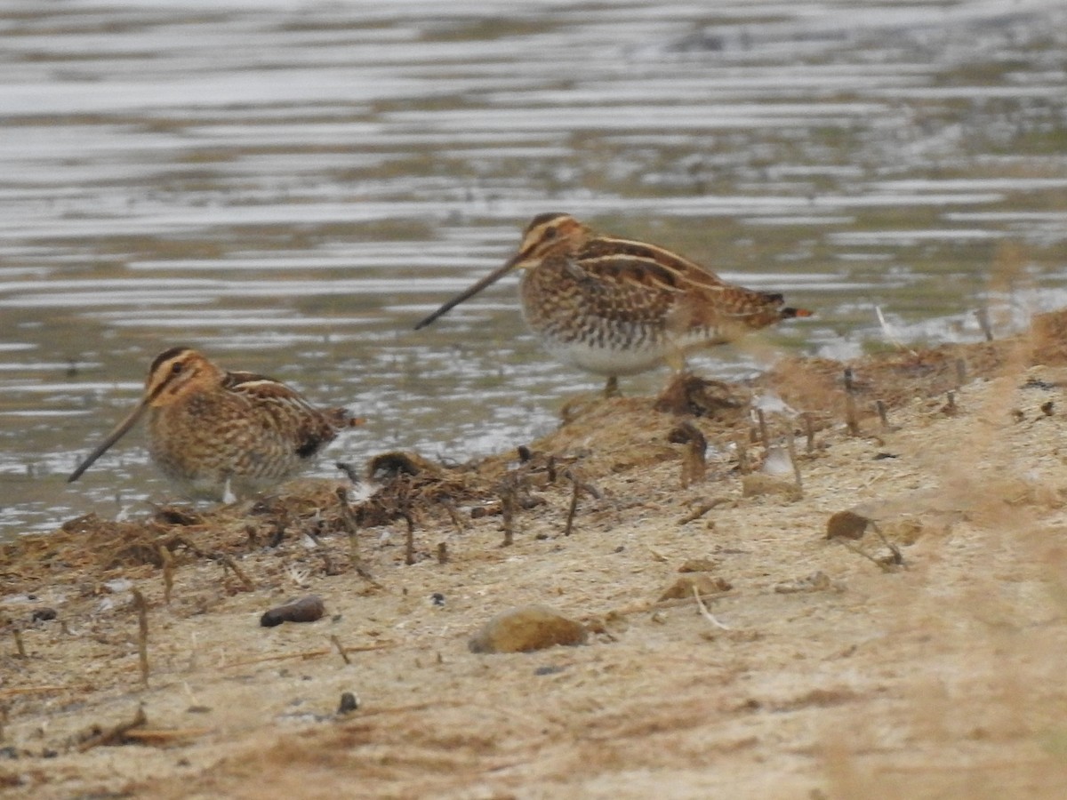 Common Snipe - Raul Pascual