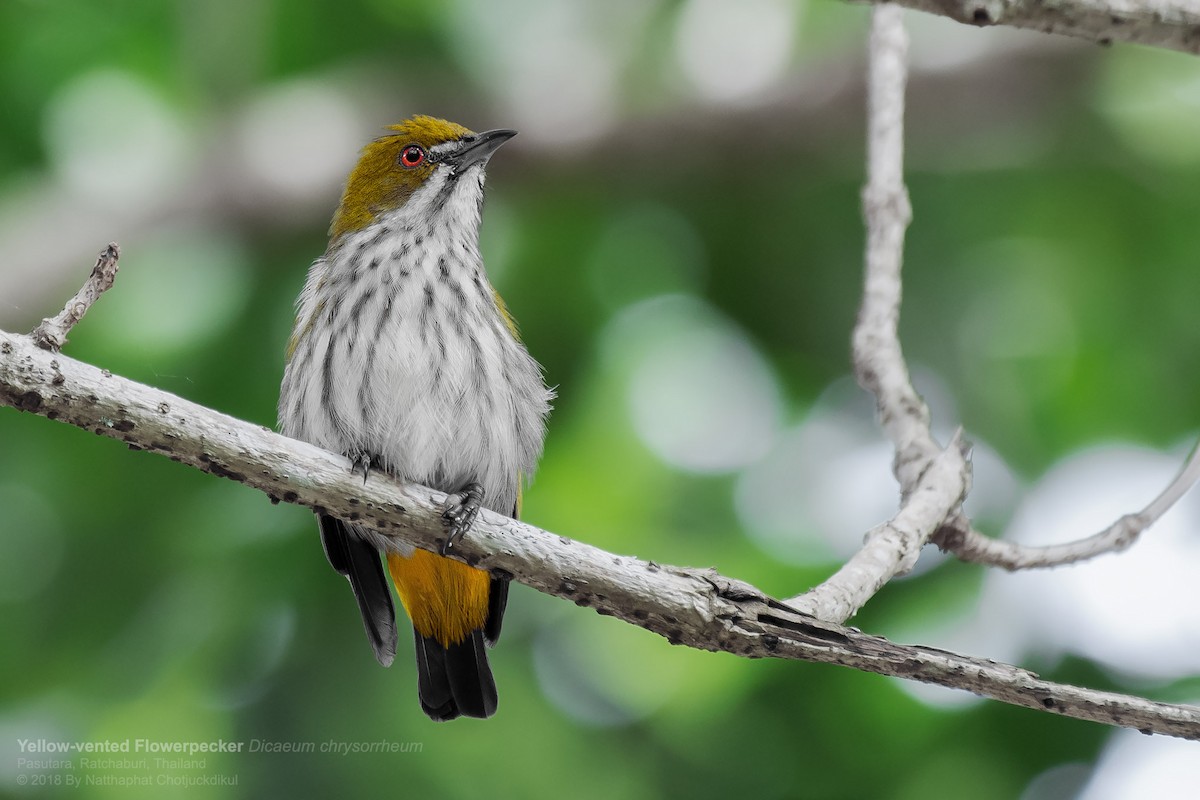 Yellow-vented Flowerpecker - Natthaphat Chotjuckdikul