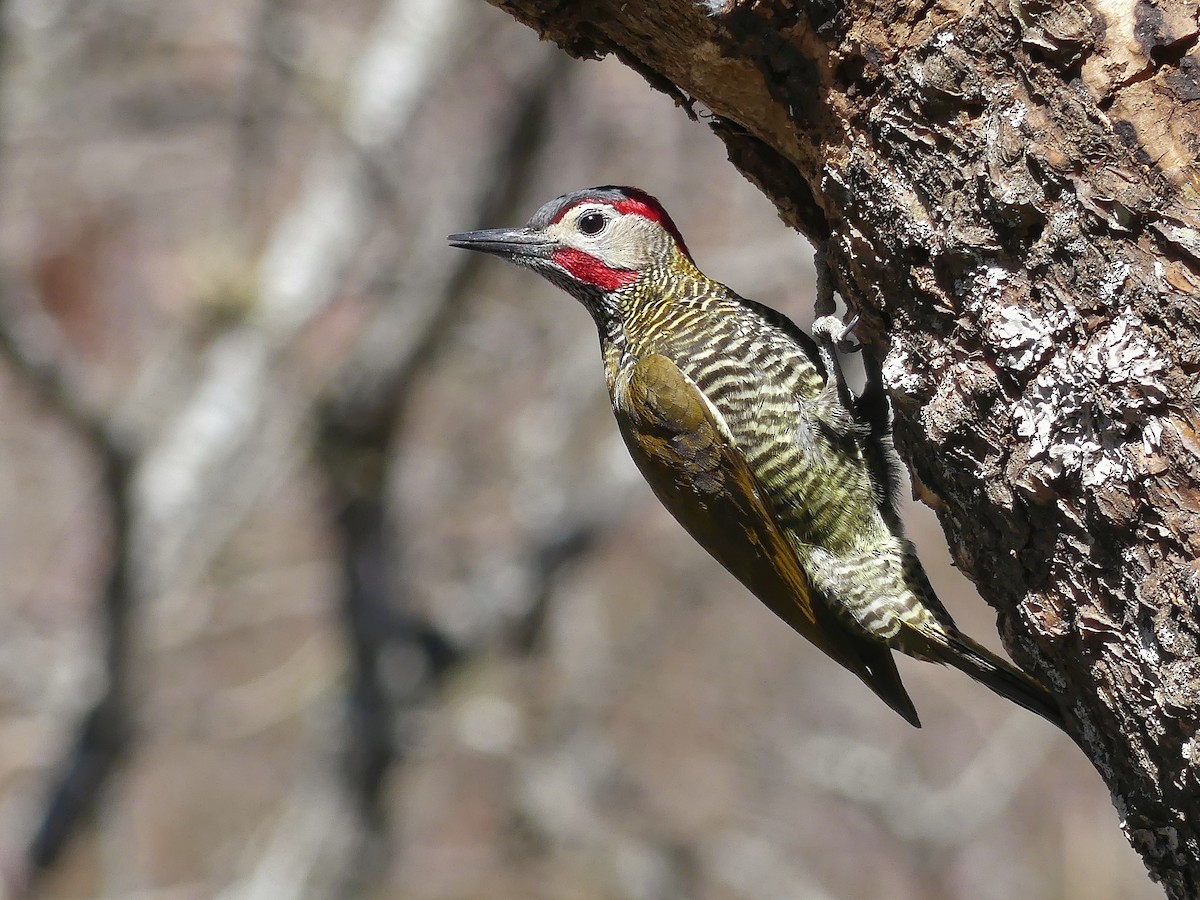 Golden-olive Woodpecker - ML113567321