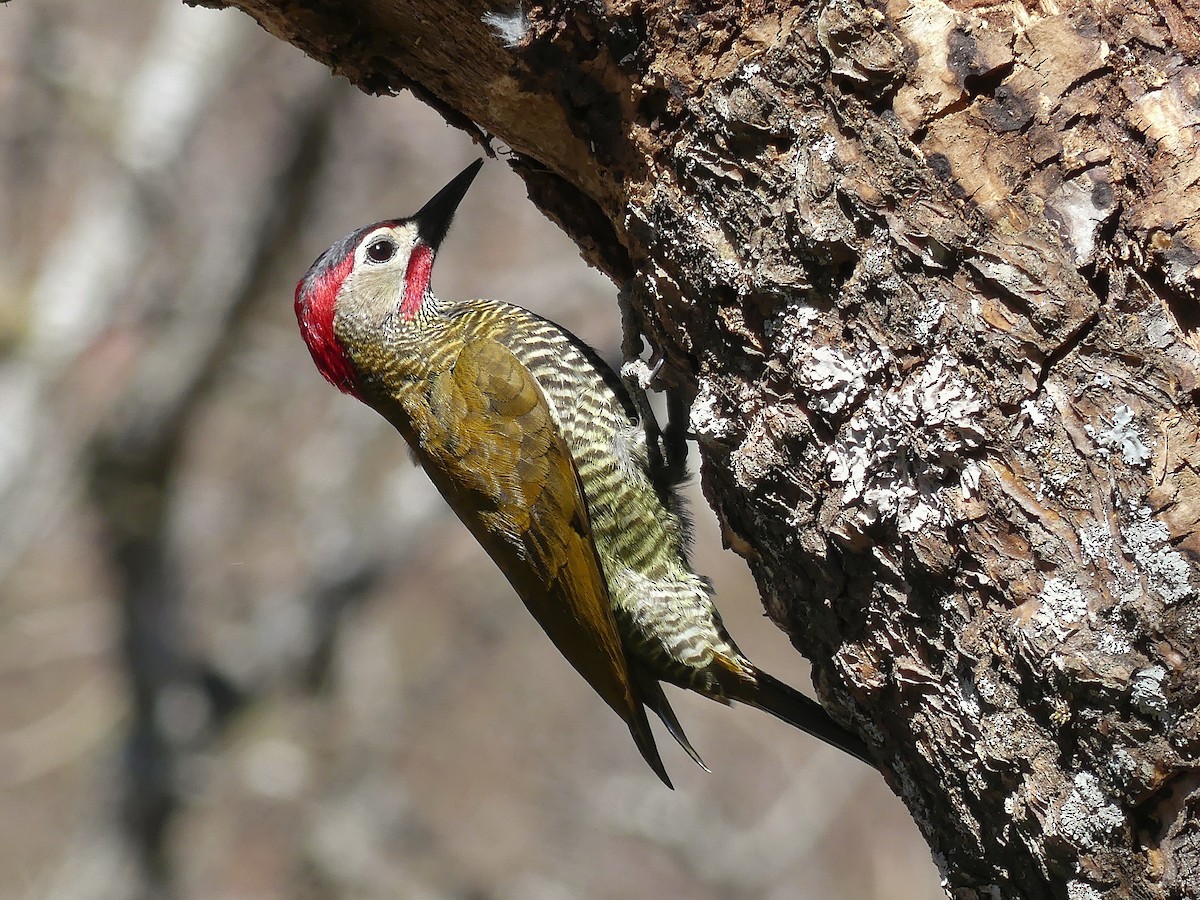 Golden-olive Woodpecker - ML113567341