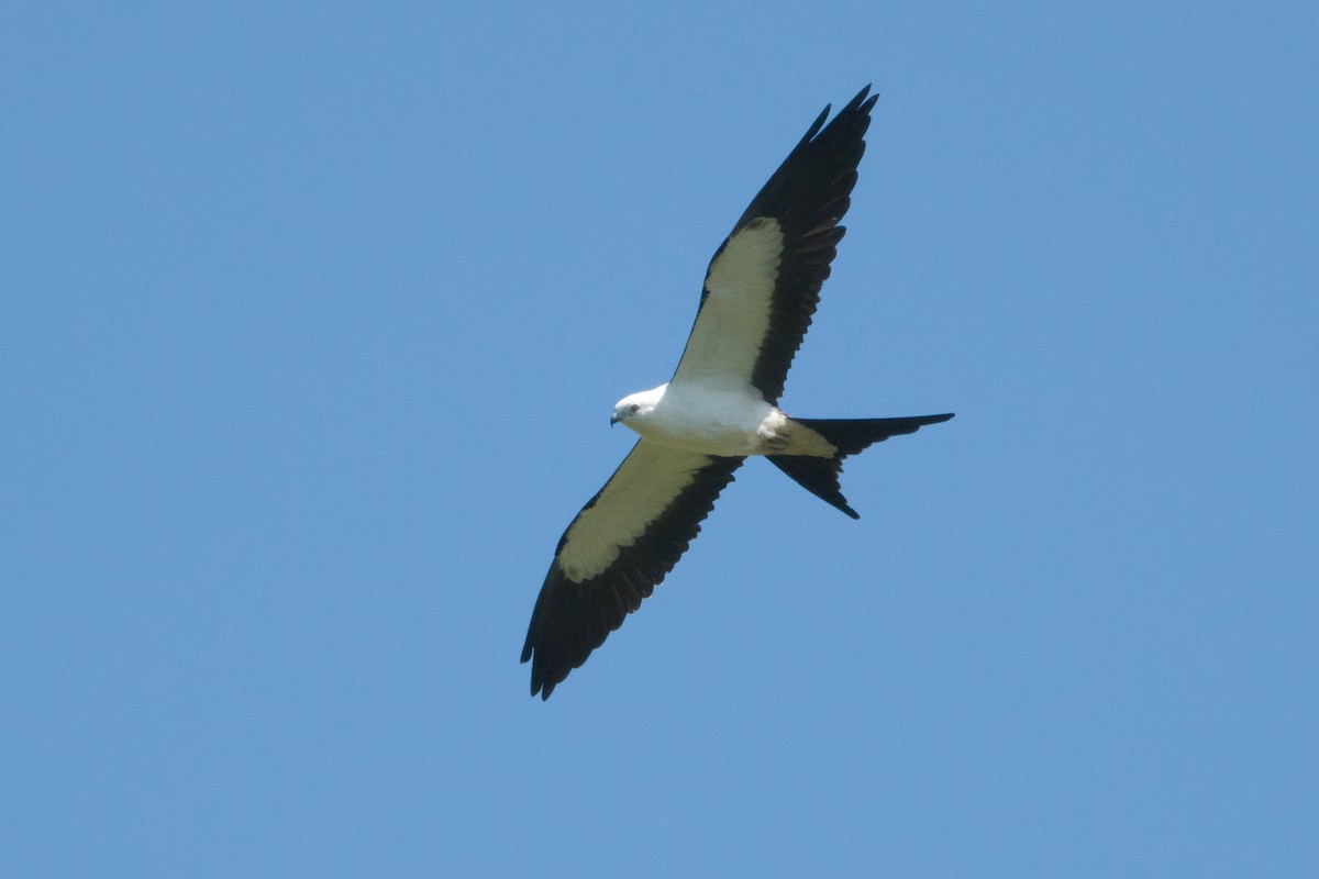 Swallow-tailed Kite - Bill Detmer