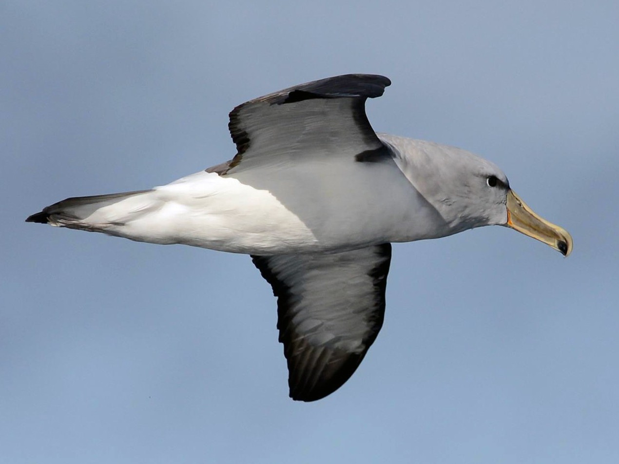 Salvin's Albatross - Angus Hartshorn