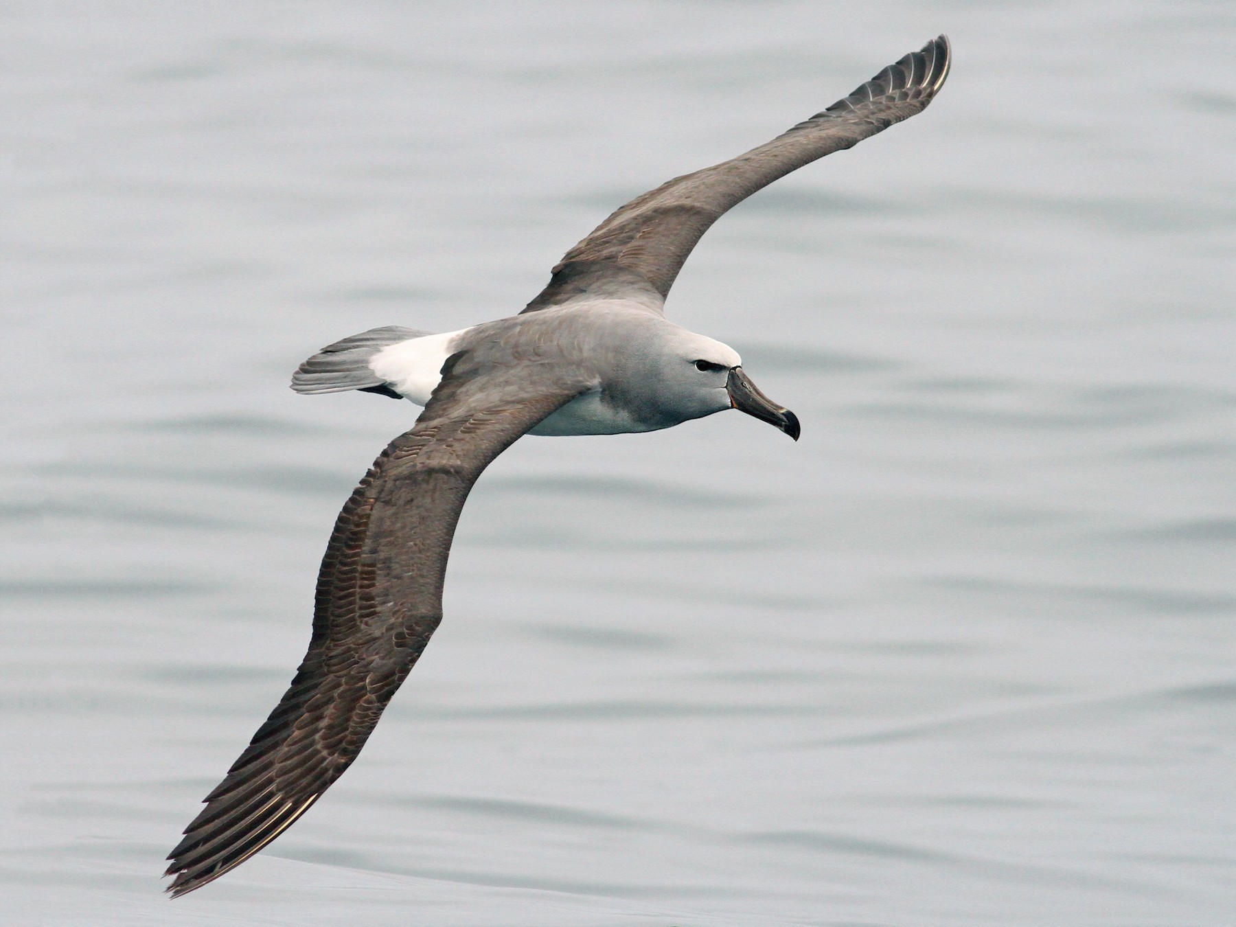 Salvin's Albatross - Anonymous
