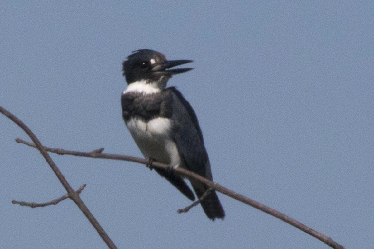 Belted Kingfisher - ML113571631