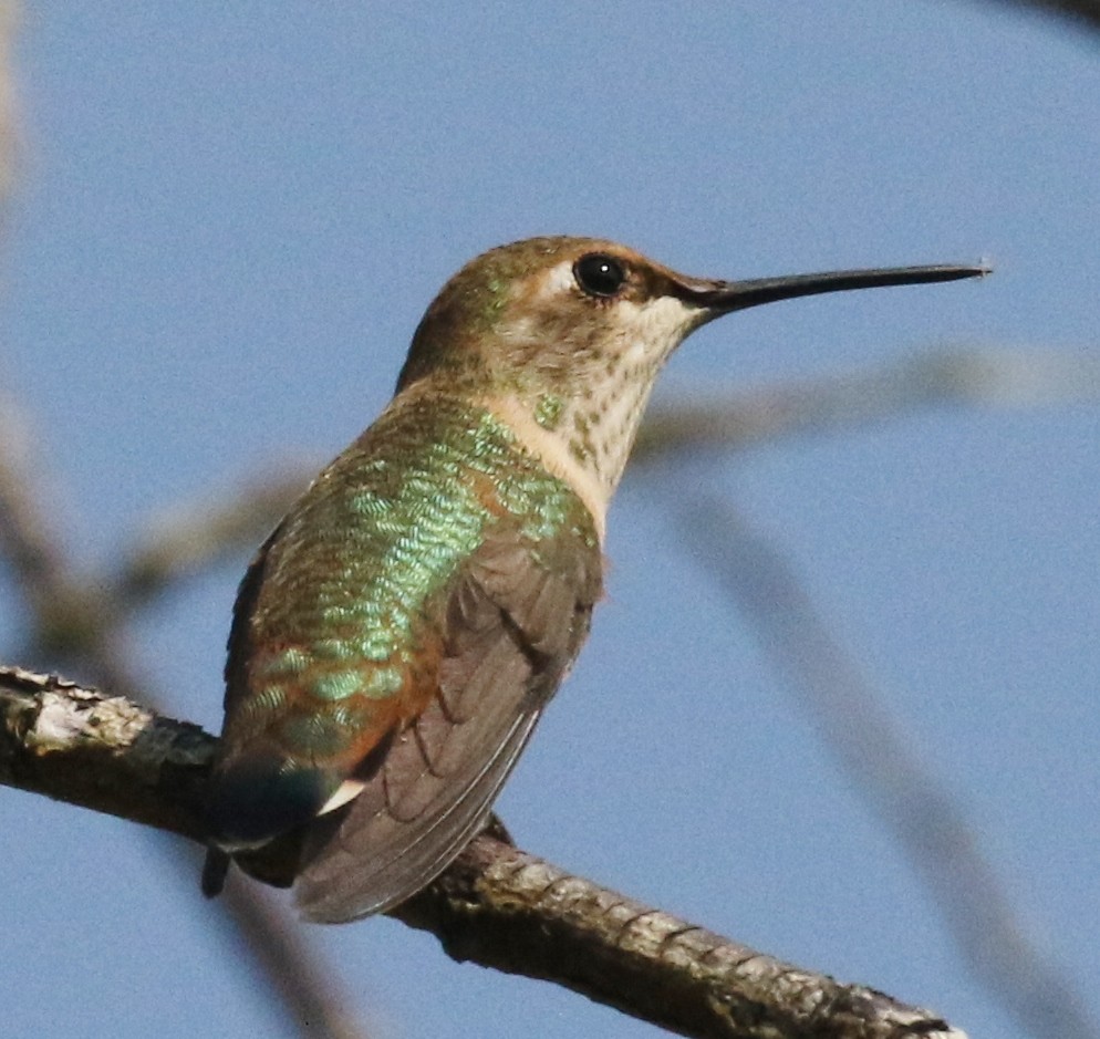 Rufous Hummingbird - Debby Parker