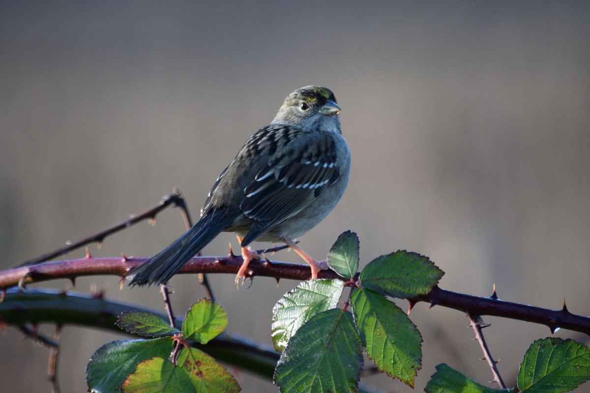 Golden-crowned Sparrow - ML113572151