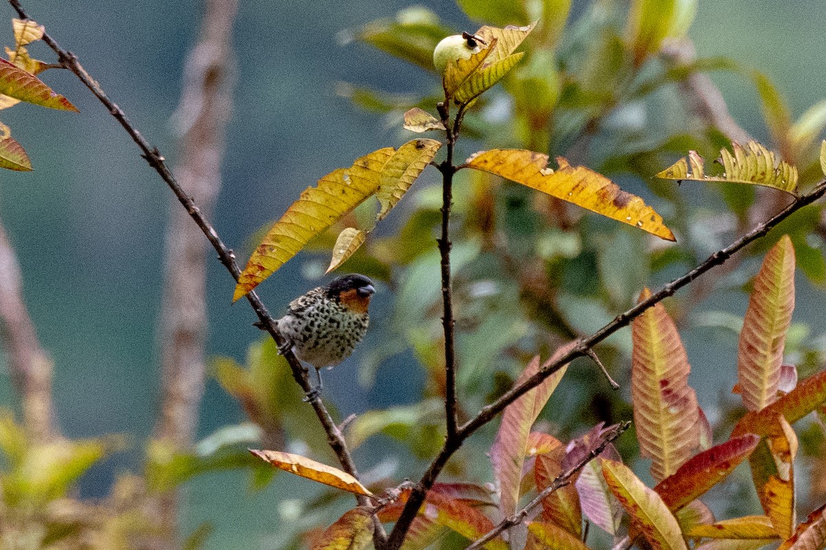 Rufous-throated Tanager - ML113572481