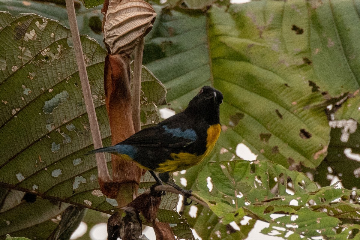Black-and-gold Tanager - ML113572651