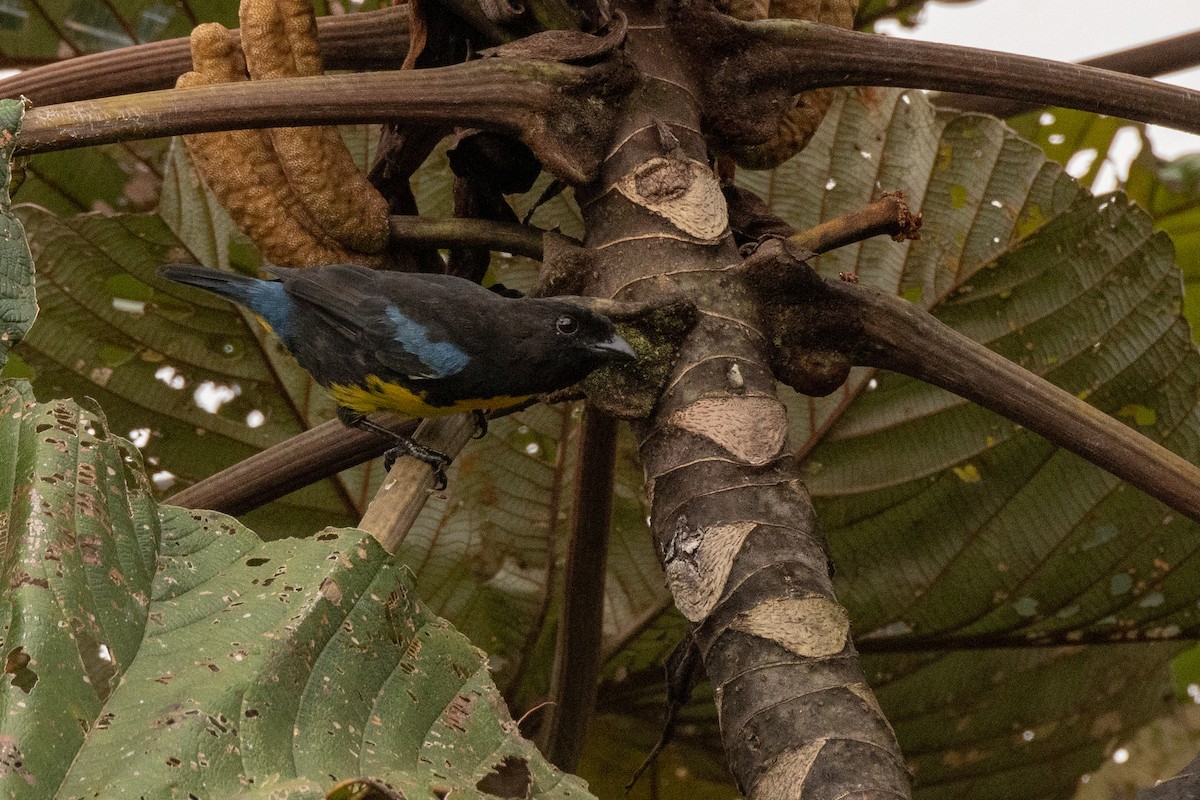 Black-and-gold Tanager - ML113572681