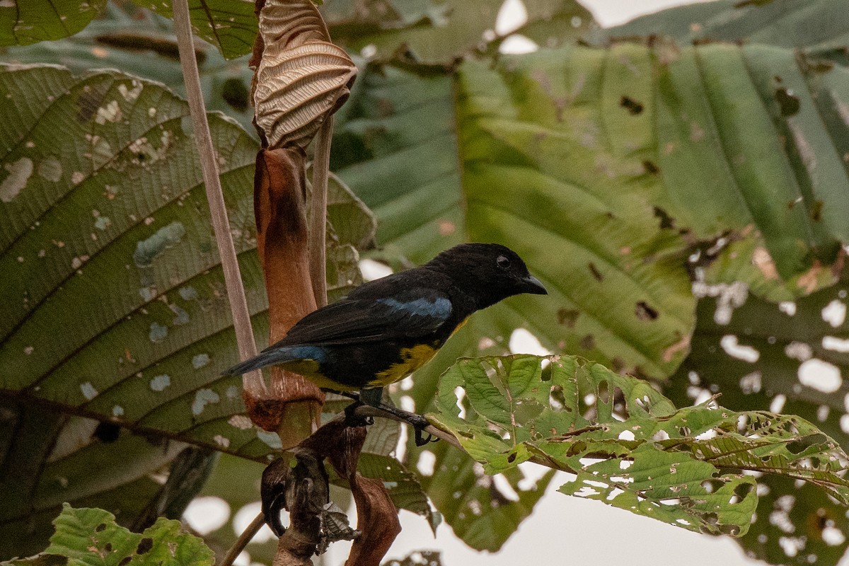 Black-and-gold Tanager - ML113572691