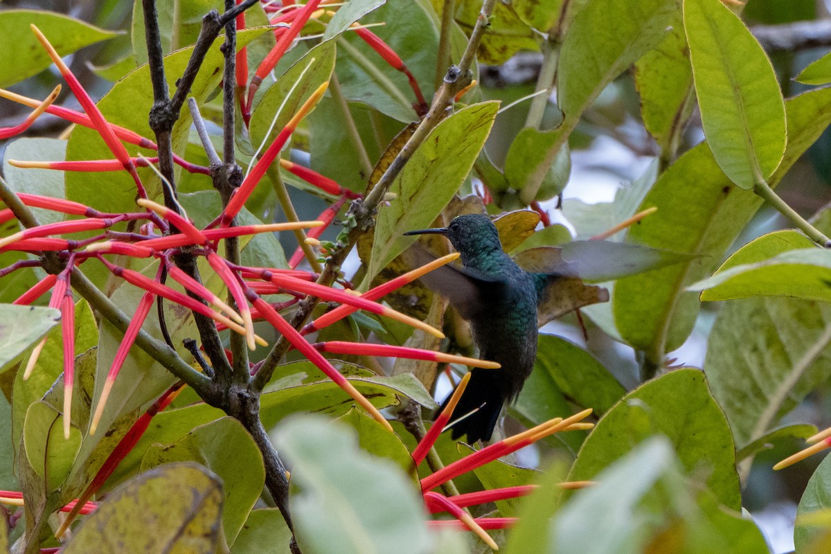Steely-vented Hummingbird - Bob Hasenick
