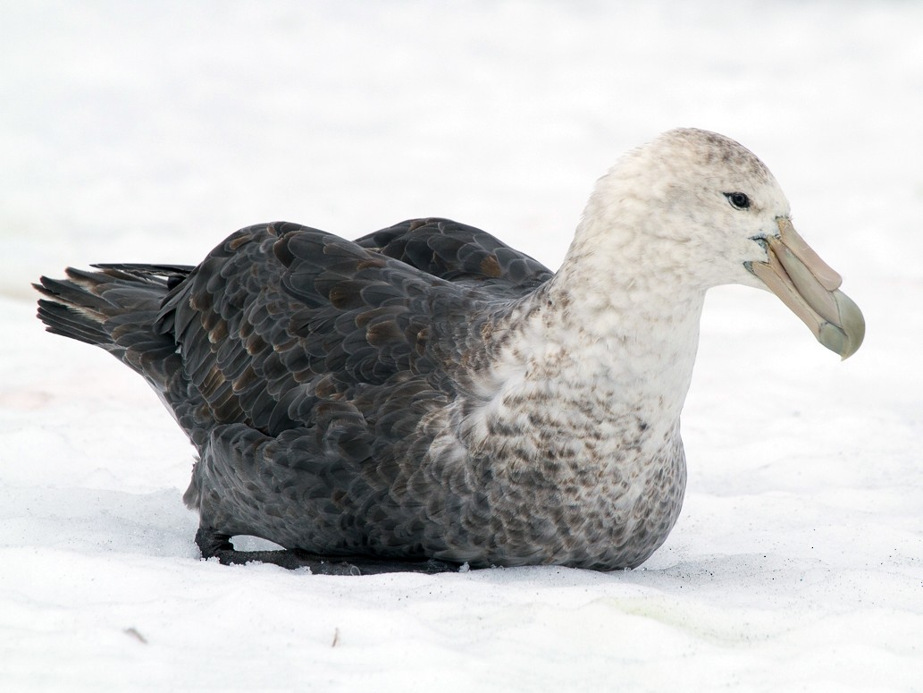 Southern Giant-Petrel - Robert Lewis