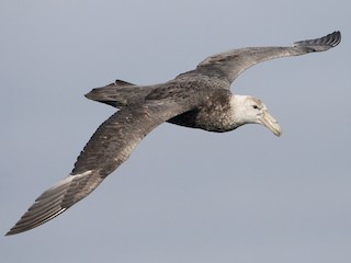  - Southern Giant-Petrel