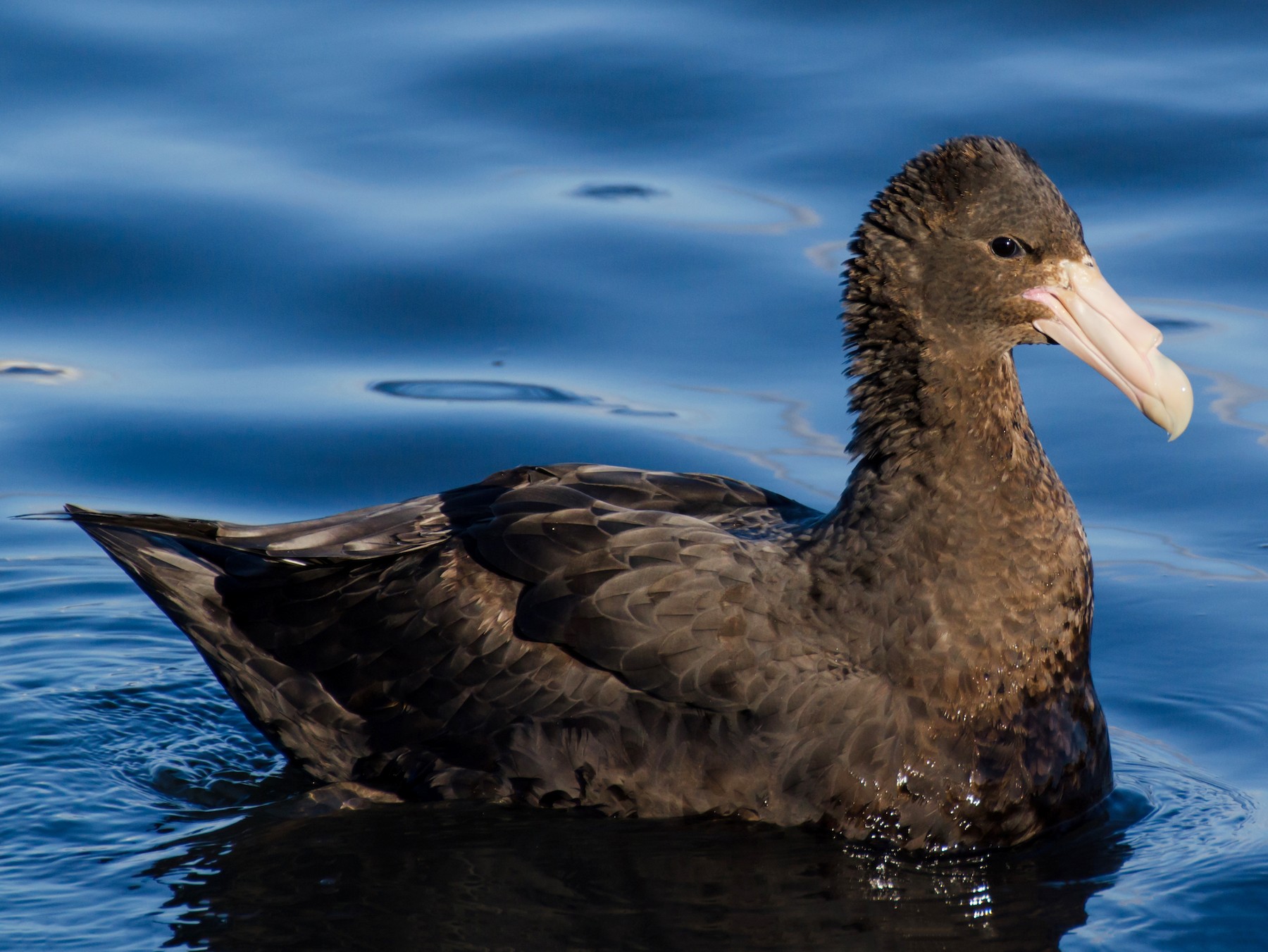 Southern Giant-Petrel - Pablo Gutiérrez Maier