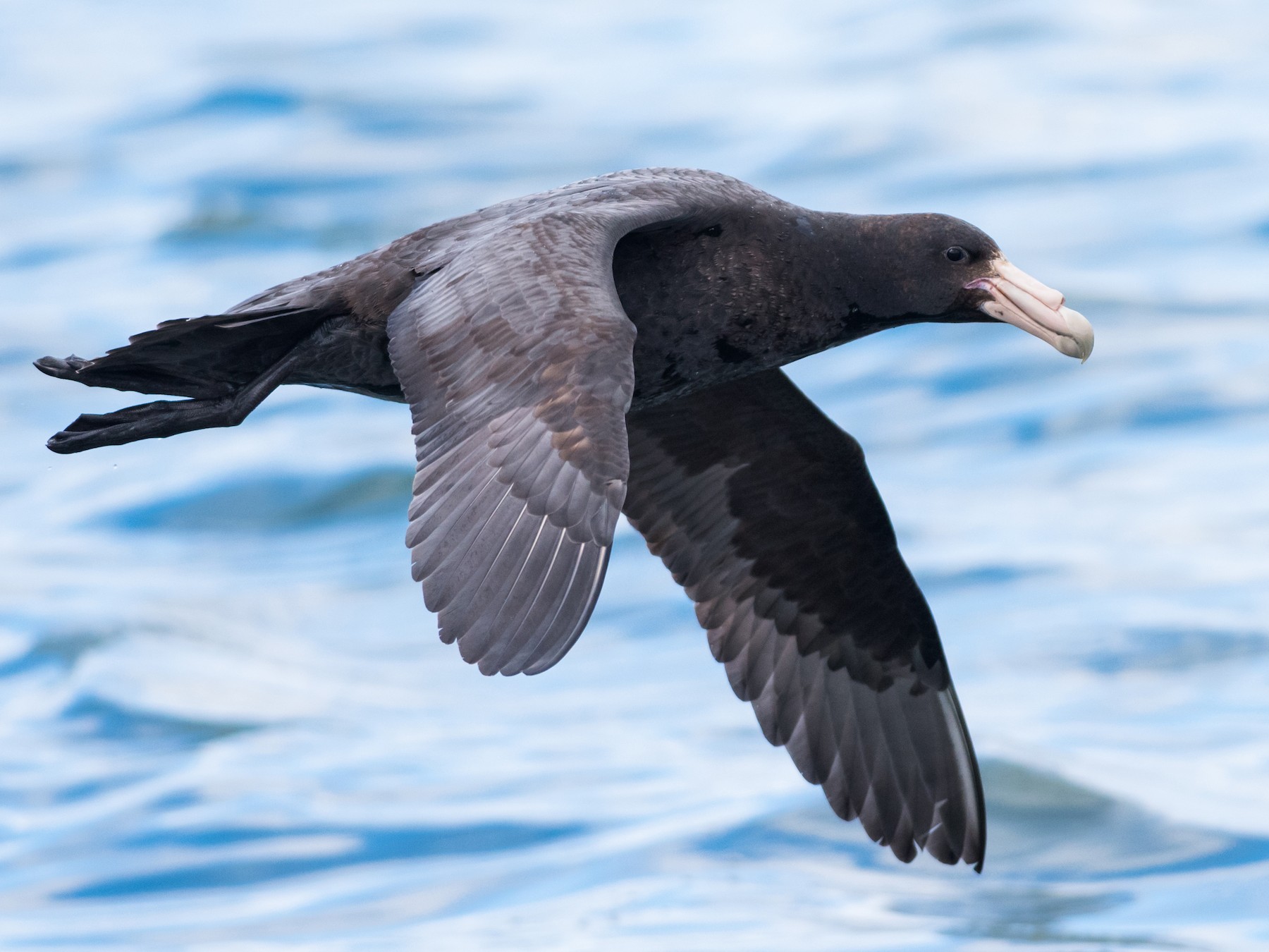 Southern Giant-Petrel - Claudia Brasileiro