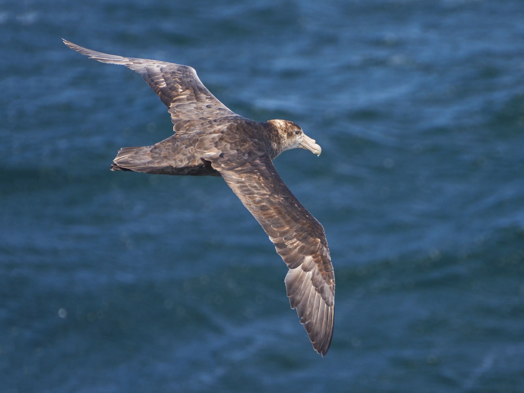 Giant Petrel Bird Facts: Profile, Traits, Range, Diet, Description