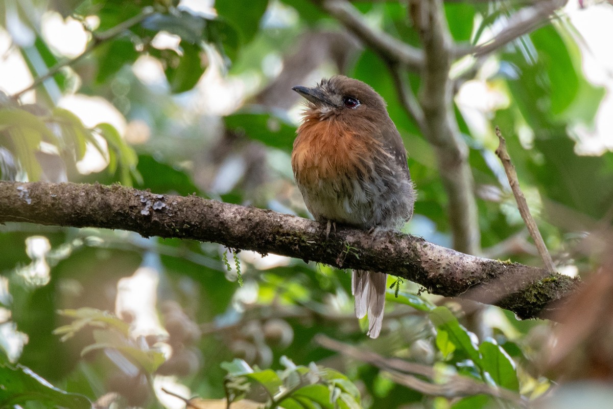 Moustached Puffbird - Bob Hasenick