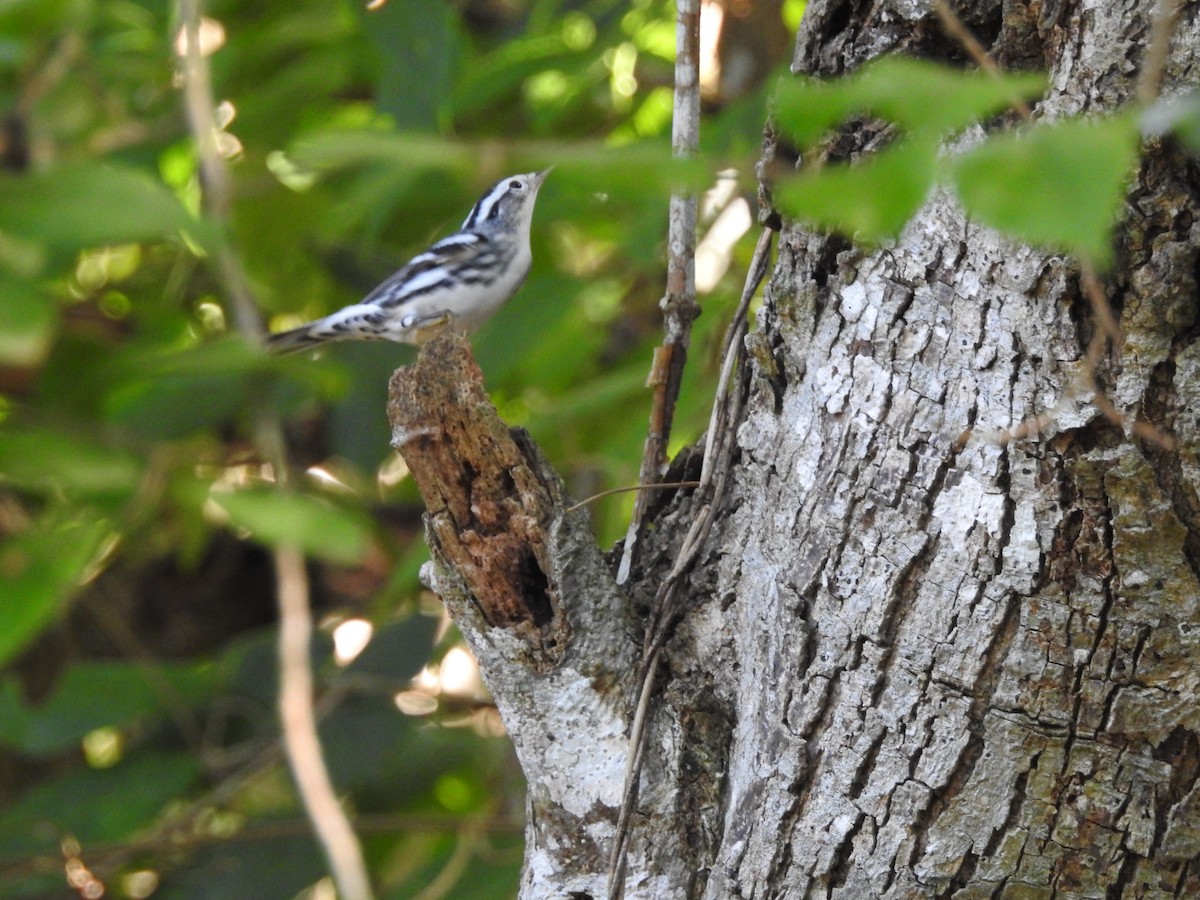 Black-and-white Warbler - ML113576721