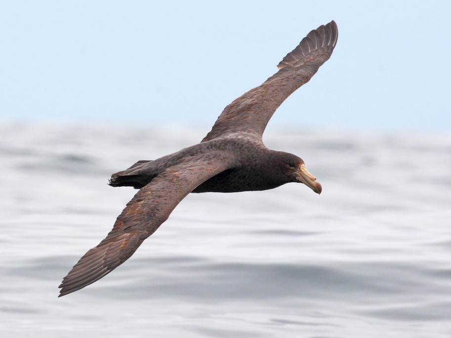 Northern Giant-Petrel - Brendan Klick