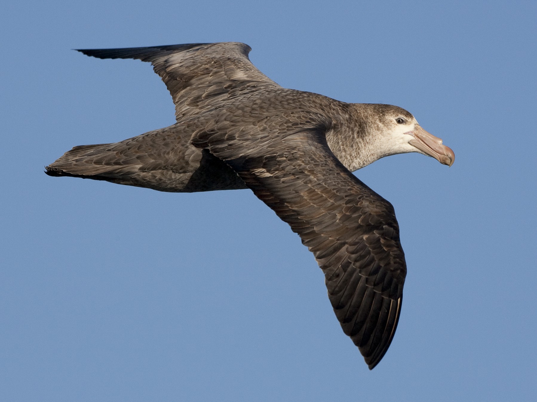 Northern Giant-Petrel - Brian Sullivan