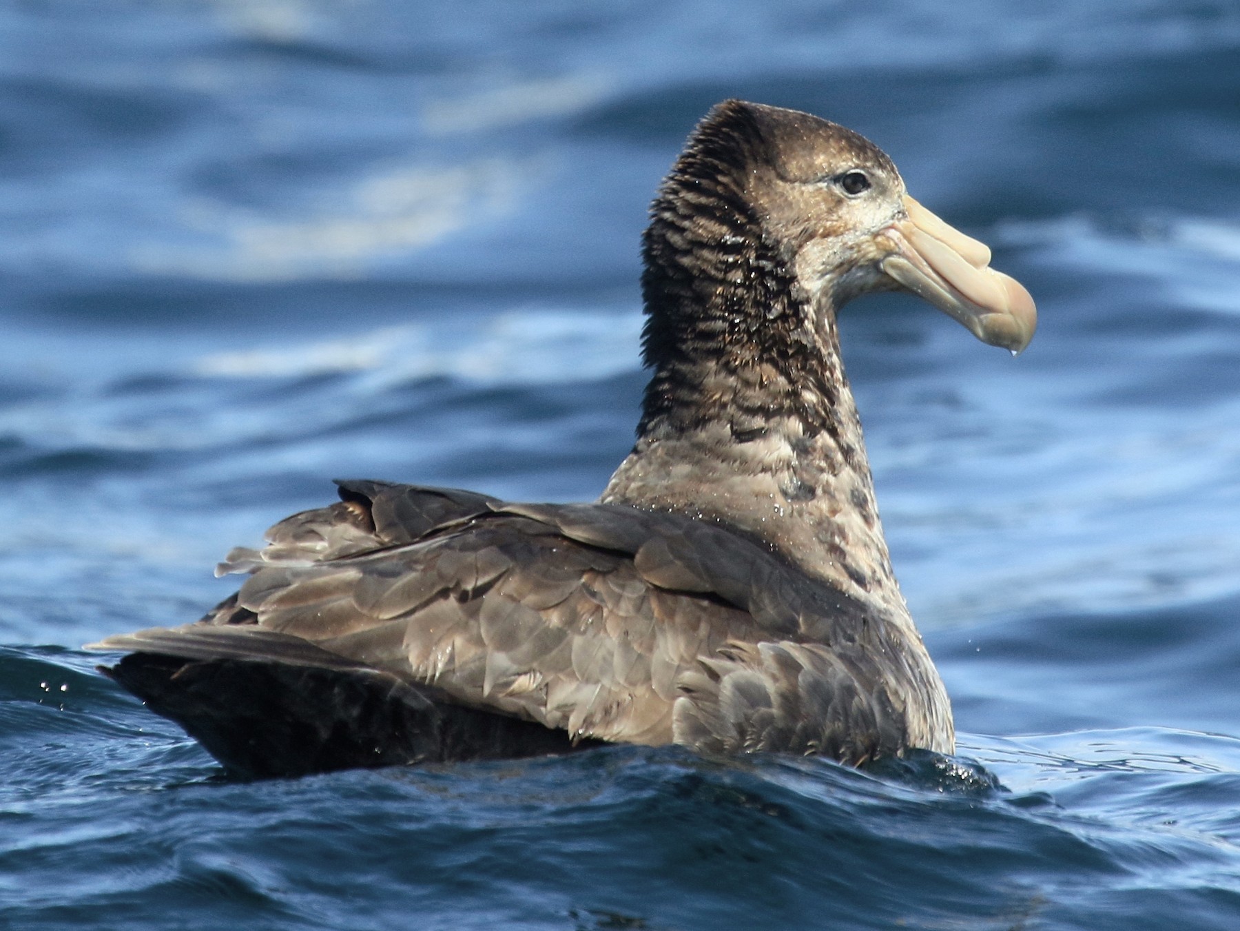 Northern Giant-Petrel - Roger Zachary