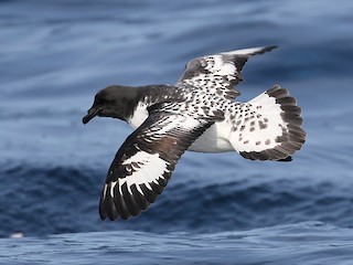 Pintado Petrel - eBird