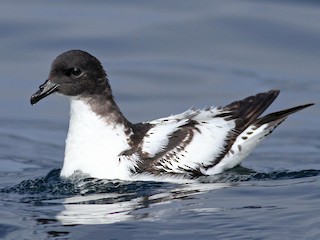 マダラフルマカモメ - eBird