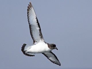 マダラフルマカモメ - eBird