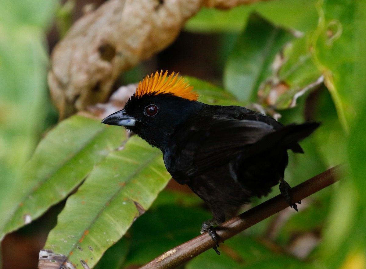 Tawny-crested Tanager - ML113585251