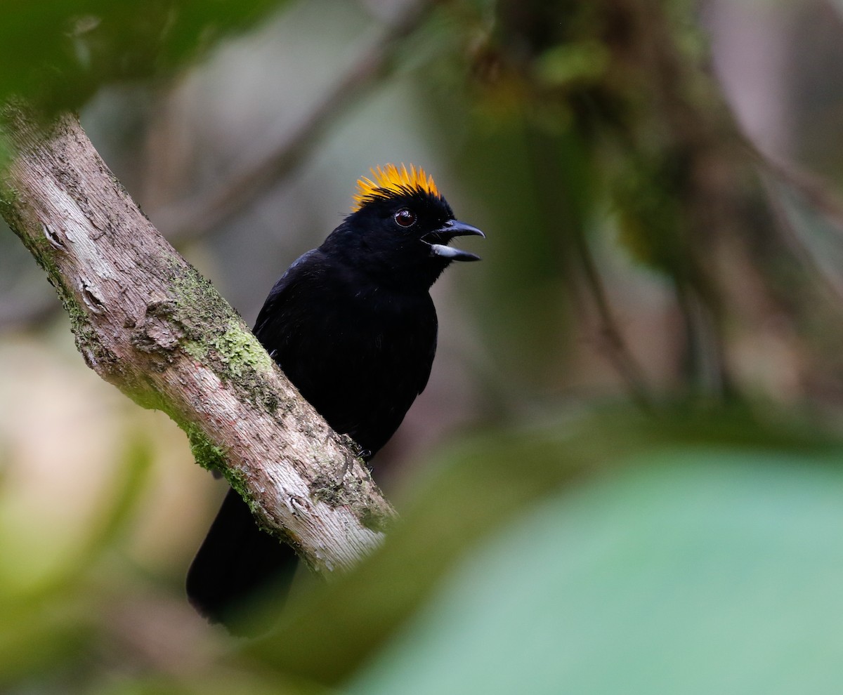 Tawny-crested Tanager - ML113585261