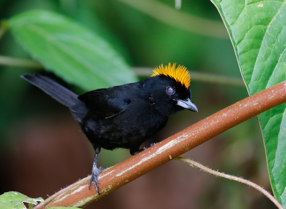Tawny-crested Tanager - ML113585291