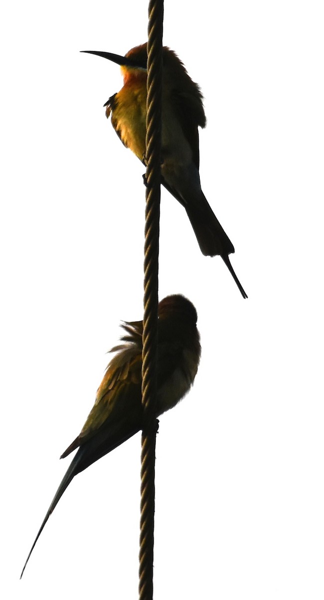Asian Green Bee-eater - chhanda bewtra