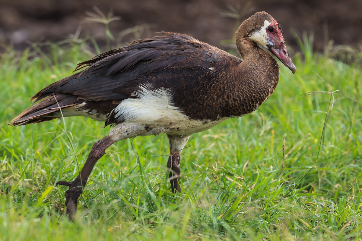 Spur-winged Goose - ML113586831