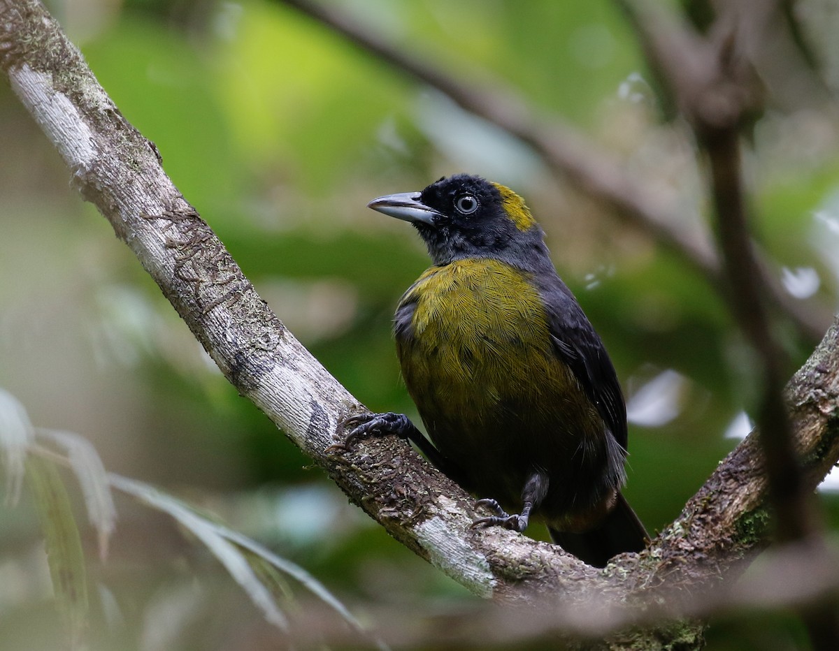 Dusky-faced Tanager - Joel Such