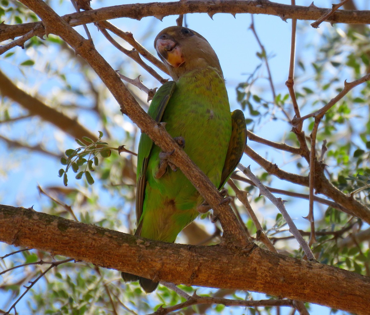 Brown-headed Parrot - Mich Coker