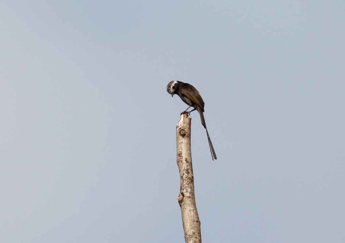 Long-tailed Tyrant - Joel Such