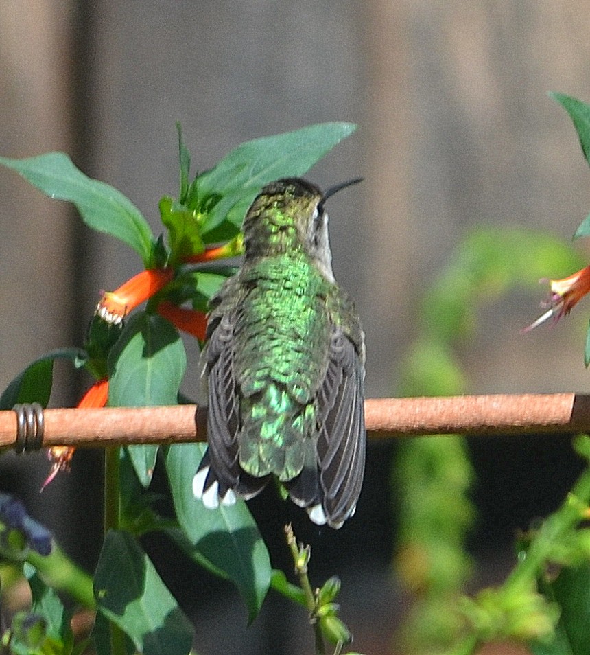 Ruby-throated Hummingbird - ML113593041