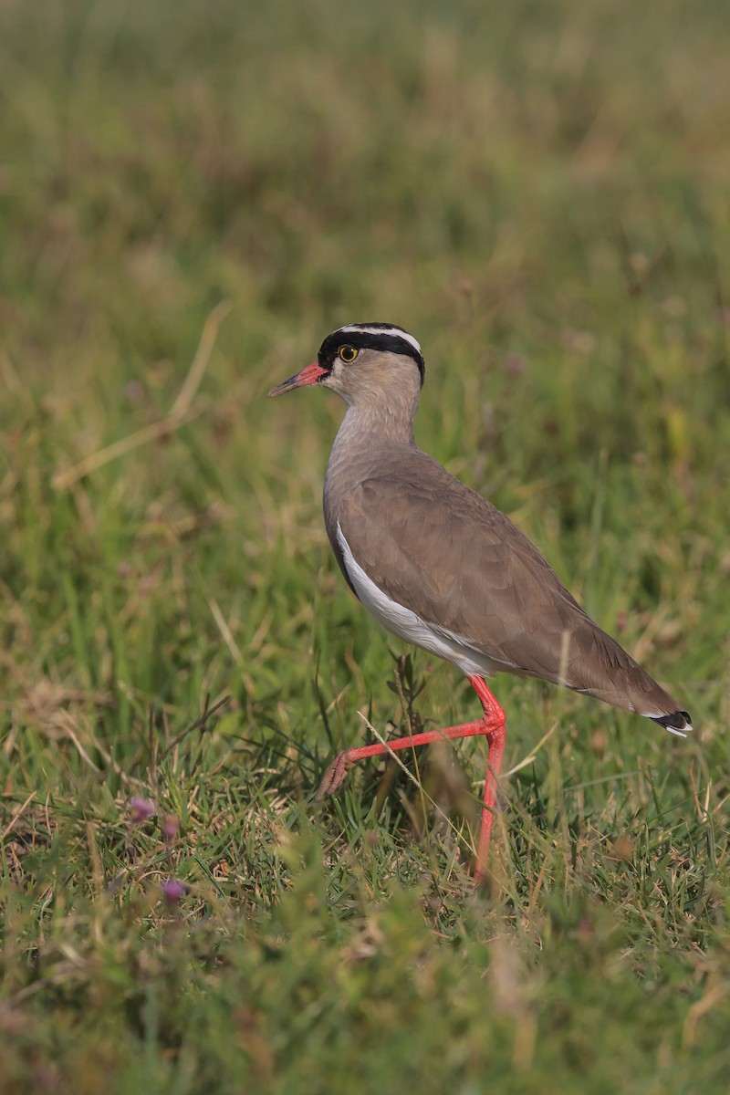 Crowned Lapwing - ML113593781