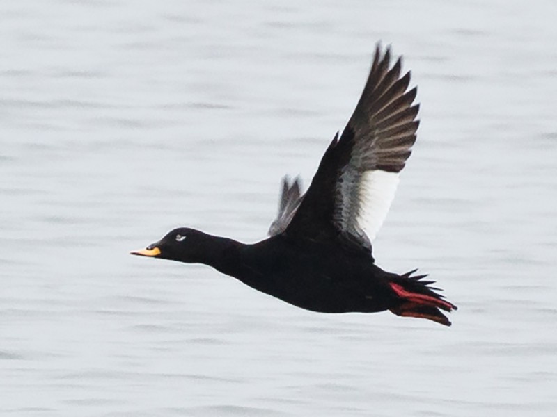 Velvet Scoter