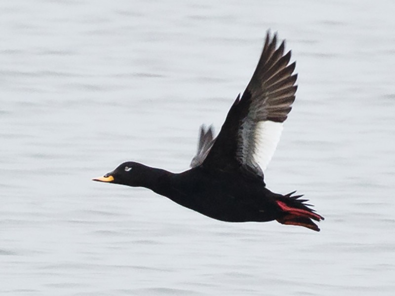 Velvet Scoter - Anonymous