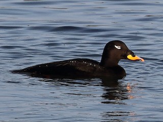  - Velvet Scoter